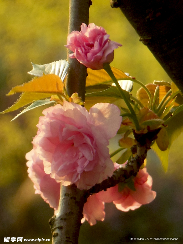 樱花