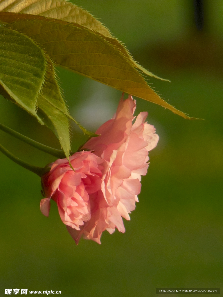 樱花