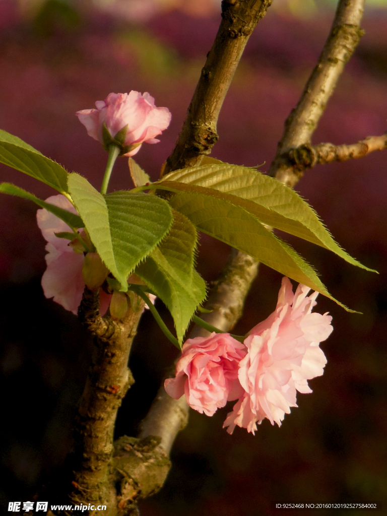 樱花