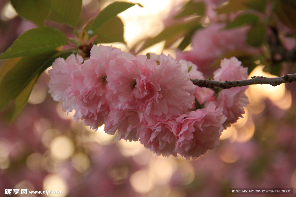 樱花