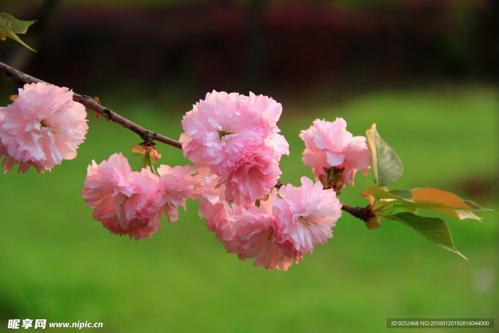 樱花