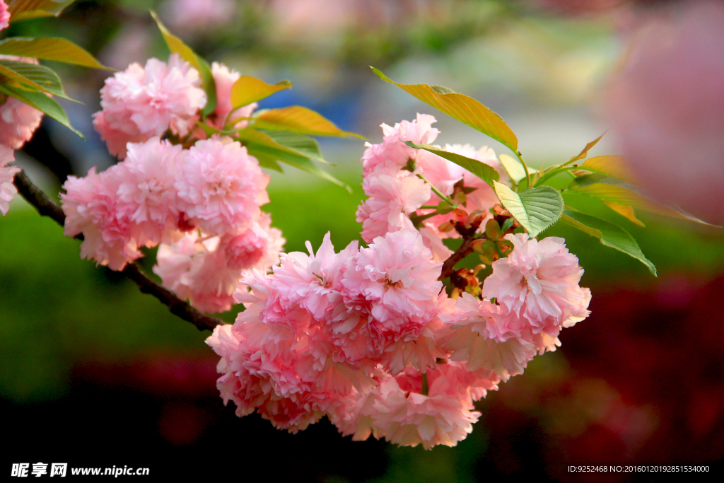 樱花