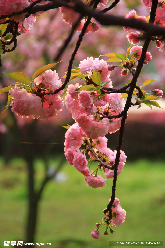 樱花