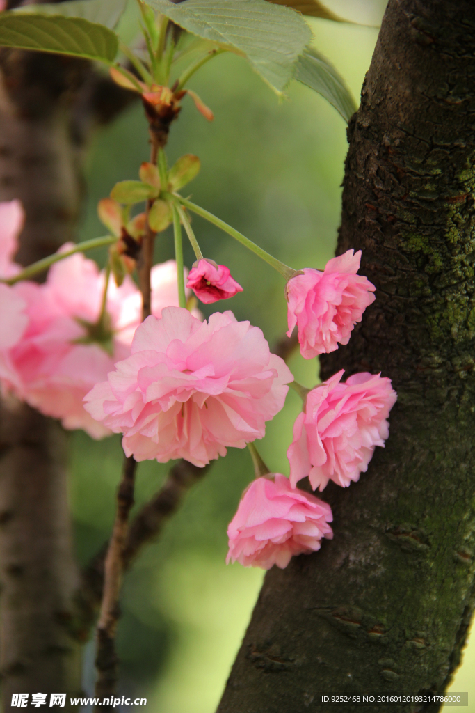 樱花