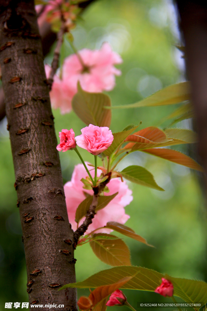 樱花