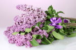 一束丁香花