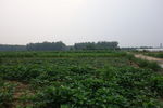 田地