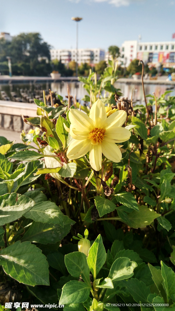 黄花 花朵