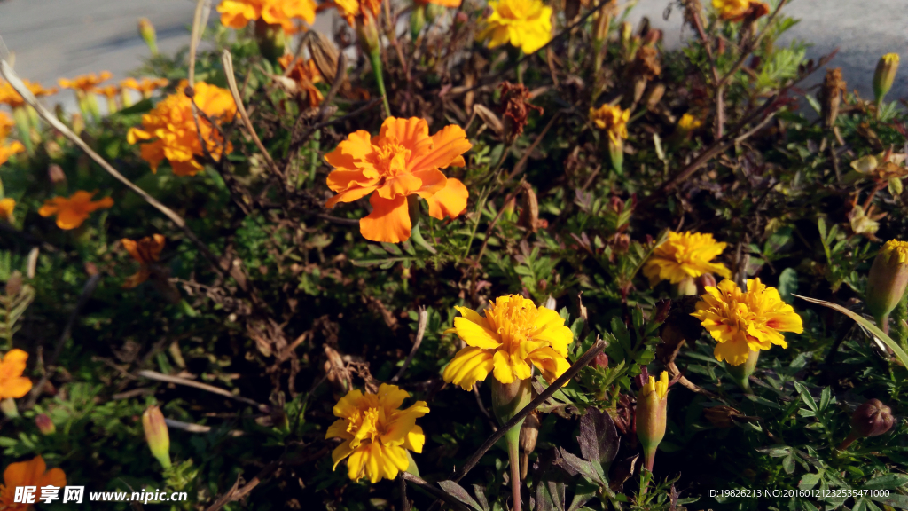 黄花 菊花