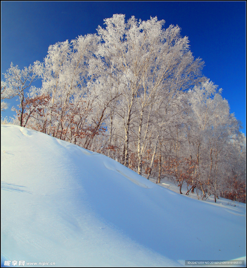 雪野白桦