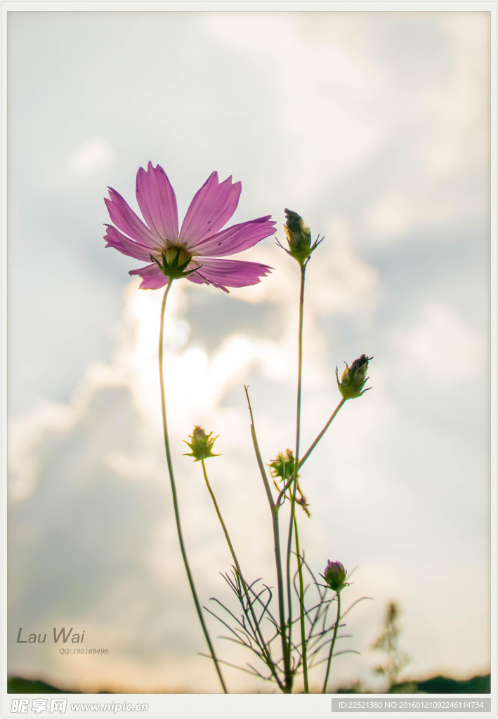 波斯菊