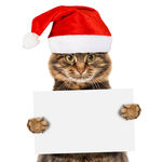 猫拿广告牌戴圣诞帽图片