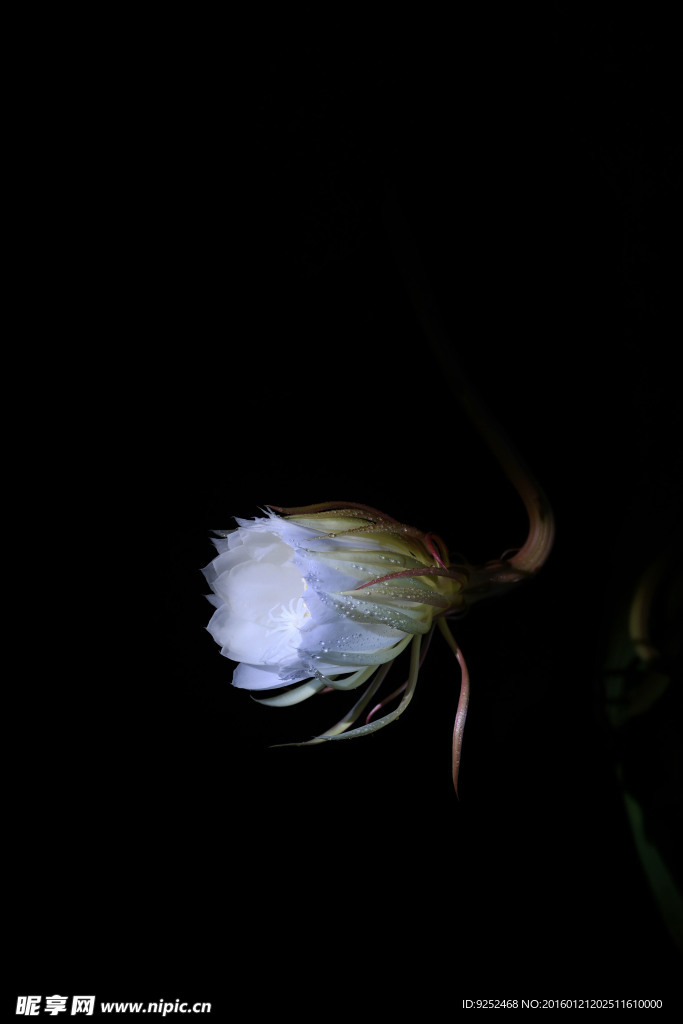 昙花