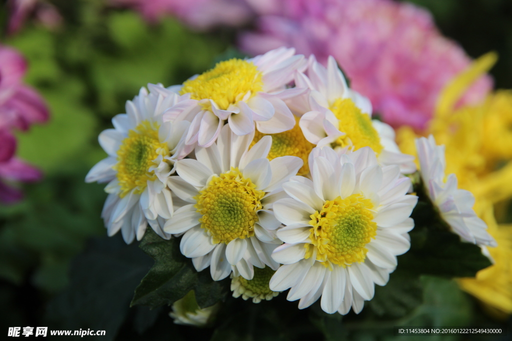 菊花