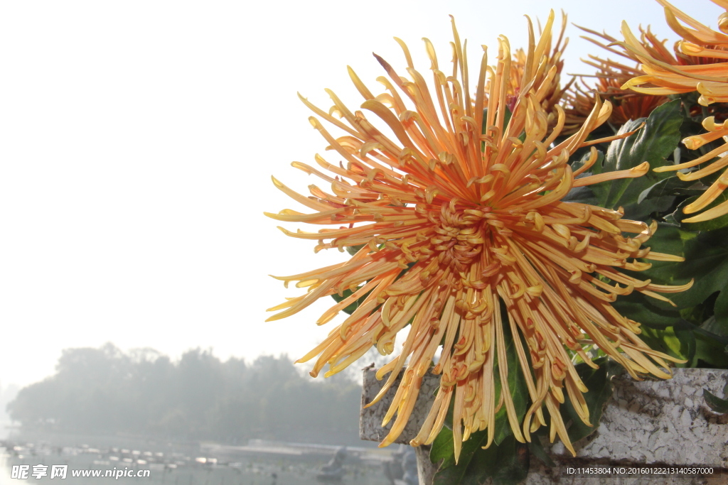 菊花