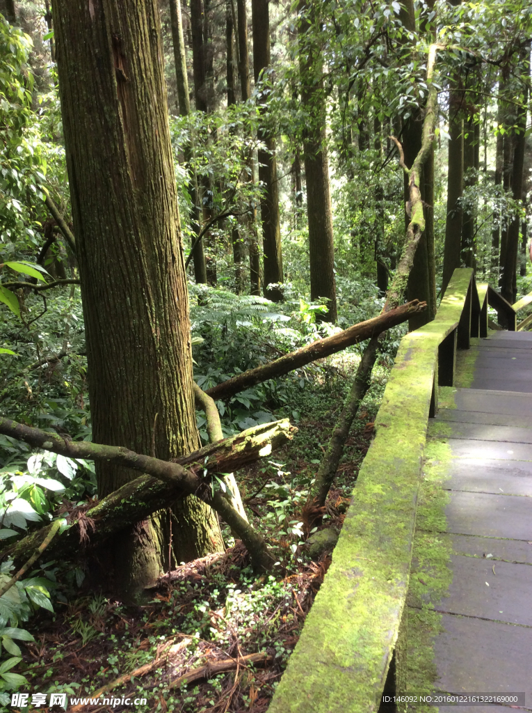 阿里山步道