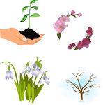 兰花 鲜花花藤