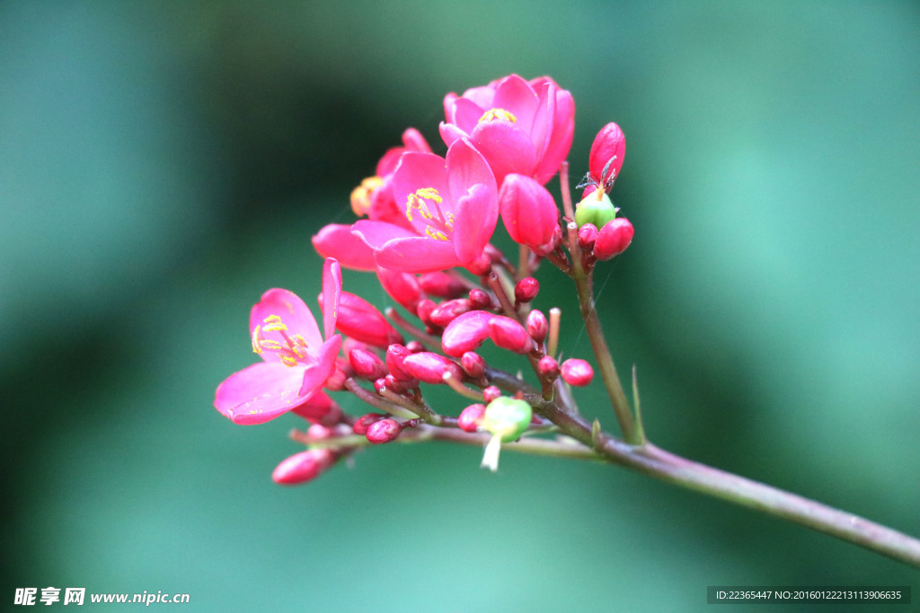 小花