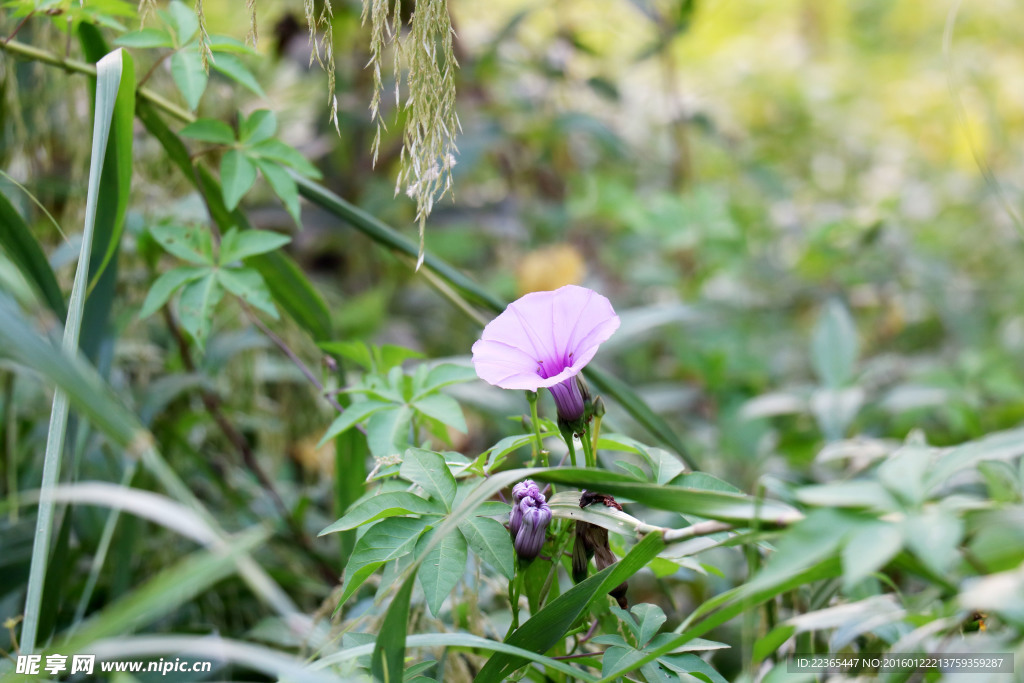 牵牛花