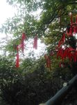 祈福