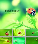 清新PPT   绿色PPT