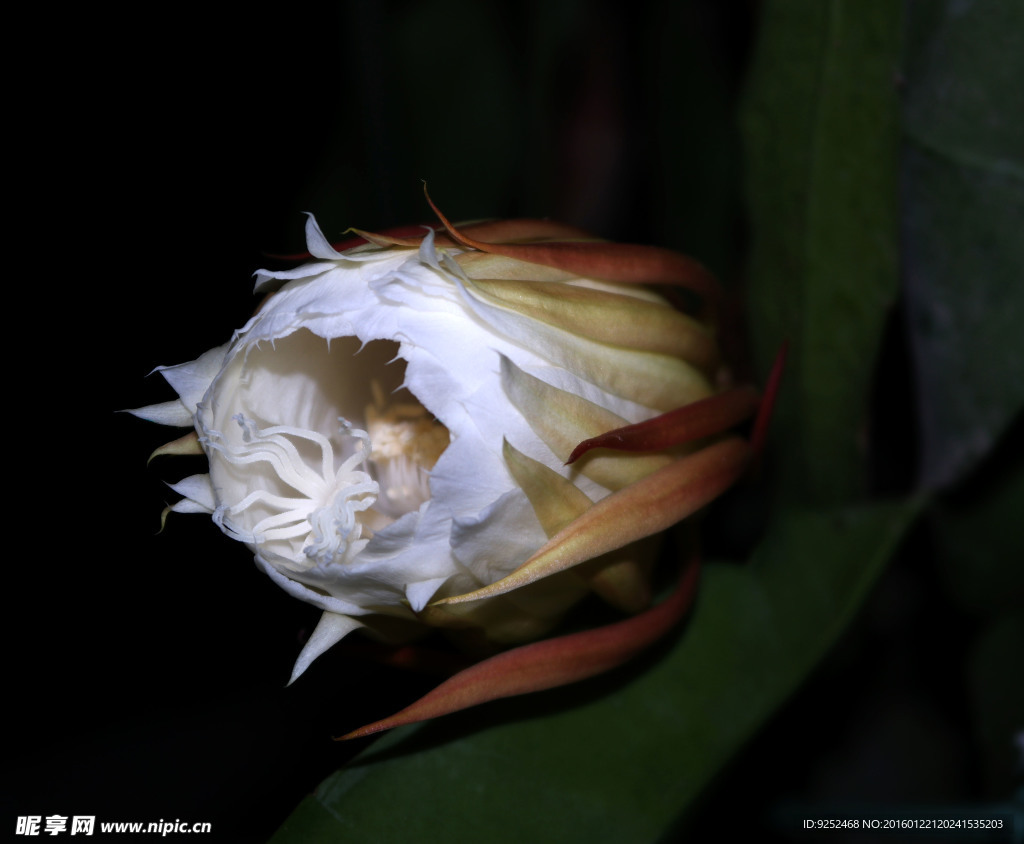 昙花