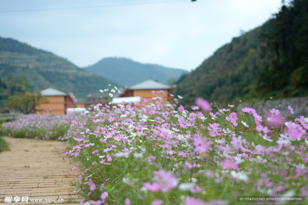 格桑花