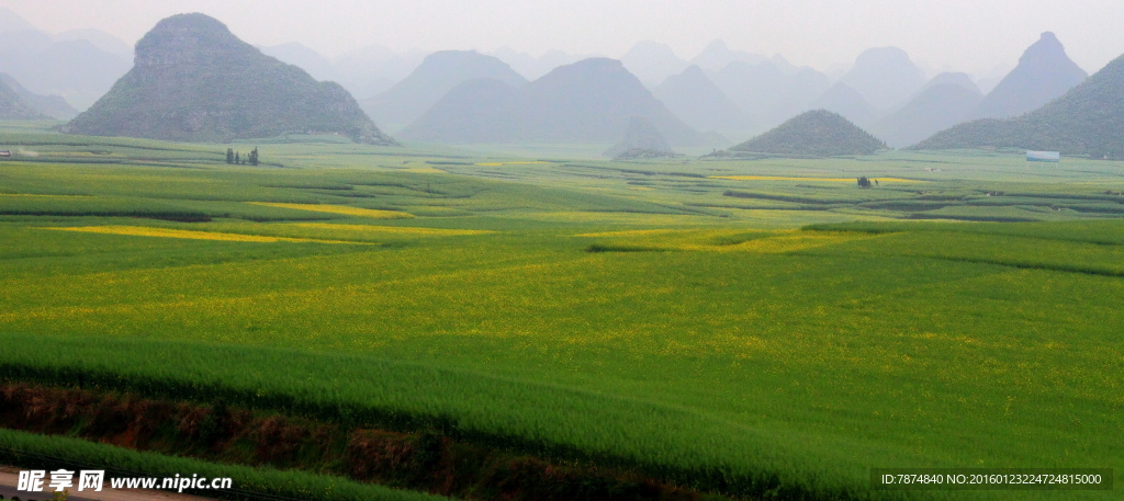 云南罗平油菜花