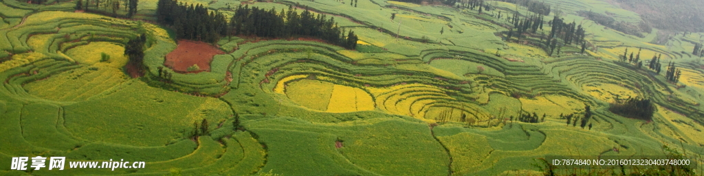 云南罗平油菜花