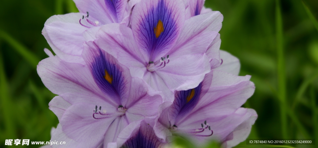 鲜花