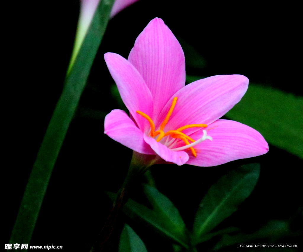 鲜花