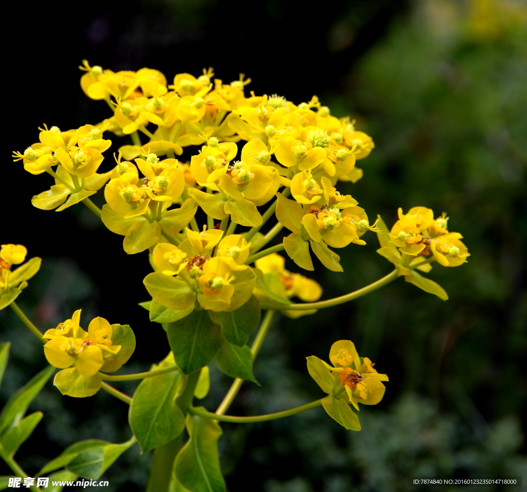 鲜花