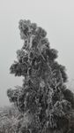 雪松图