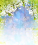 清新梨花背景
