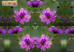 清新格桑花网页视频背景