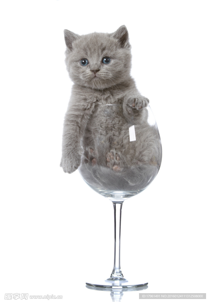 可爱小猫