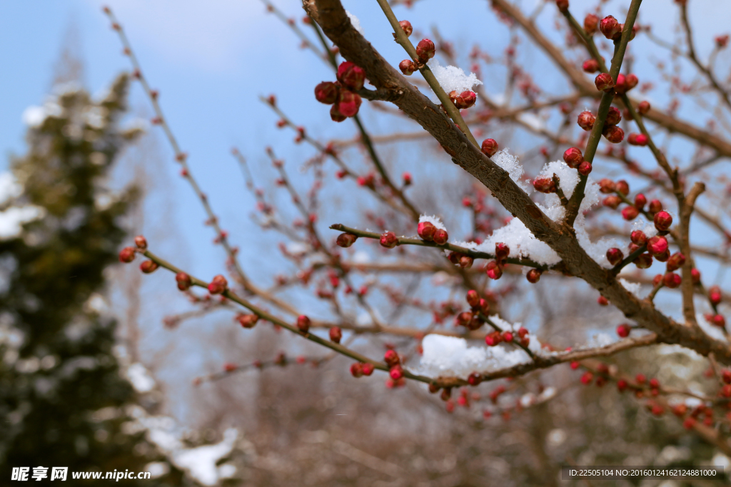 含苞待放的雪后梅花