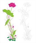 荷花矢量
