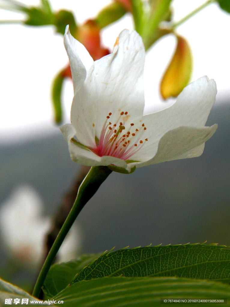 鲜花