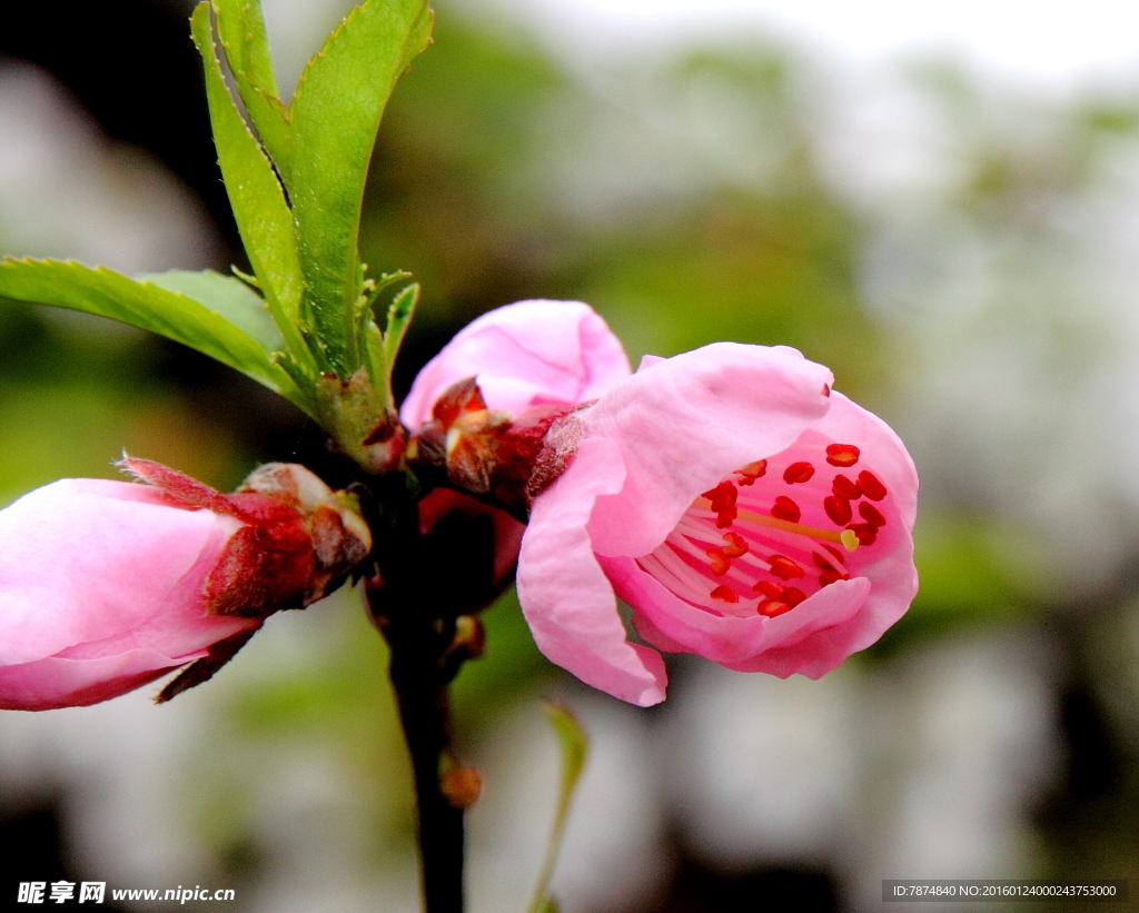 鲜花