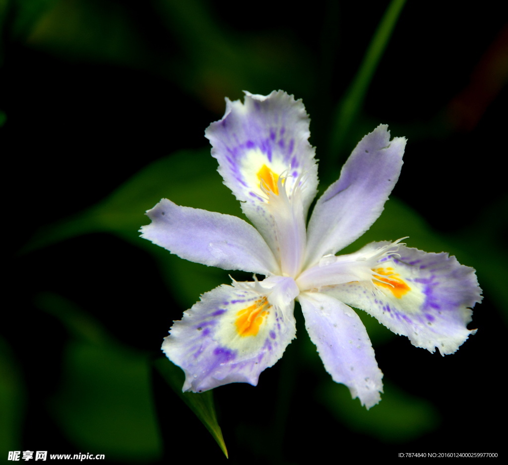 鲜花