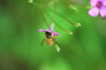 微距蜜蜂采花