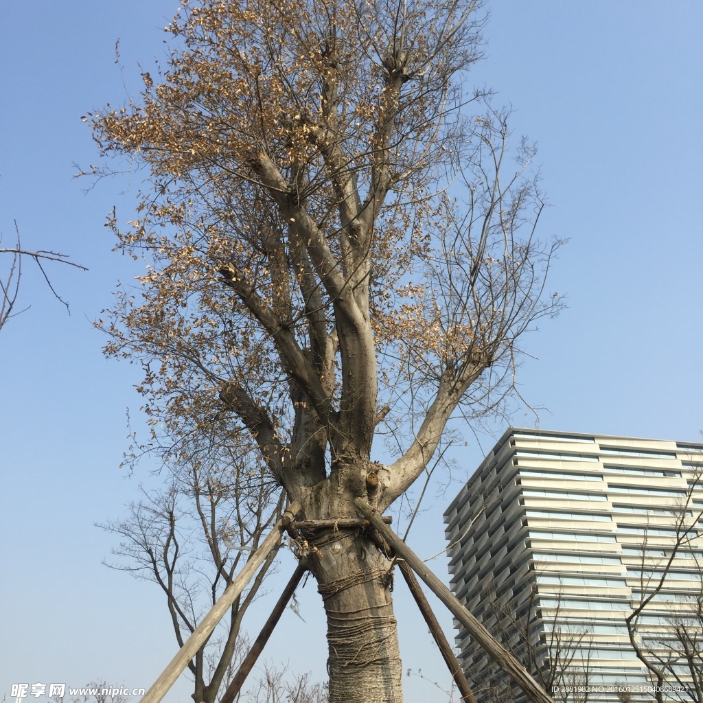 老树