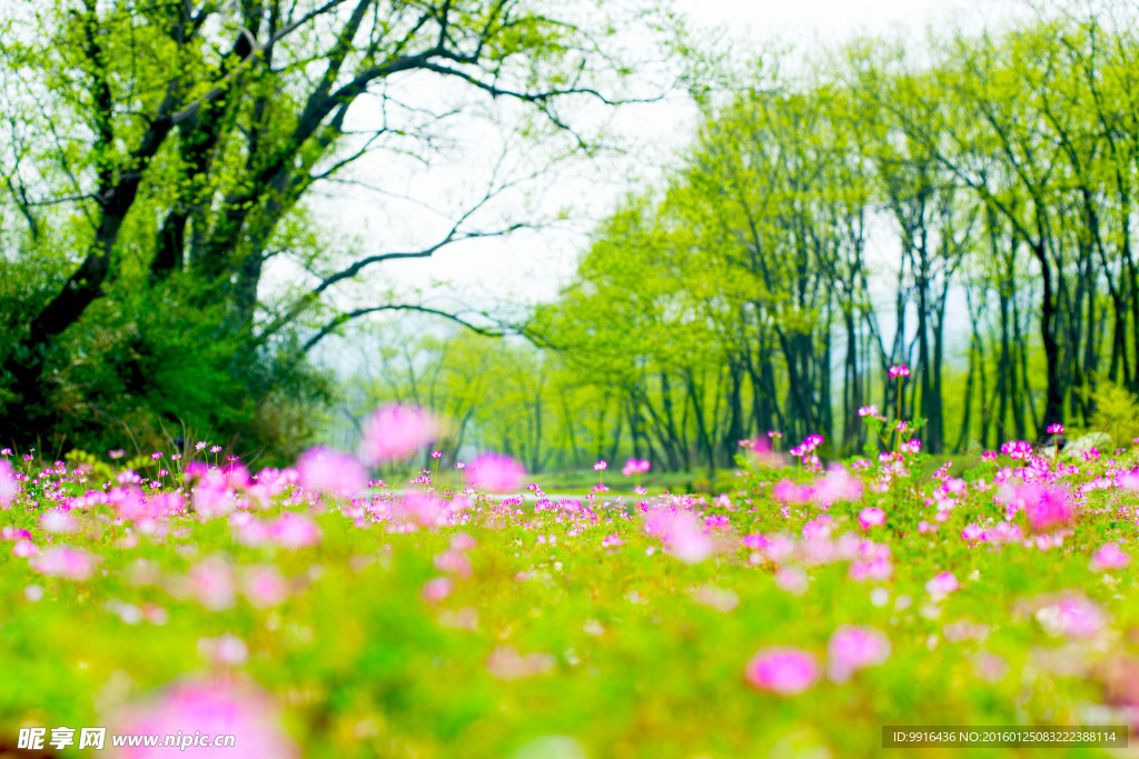 小河美景