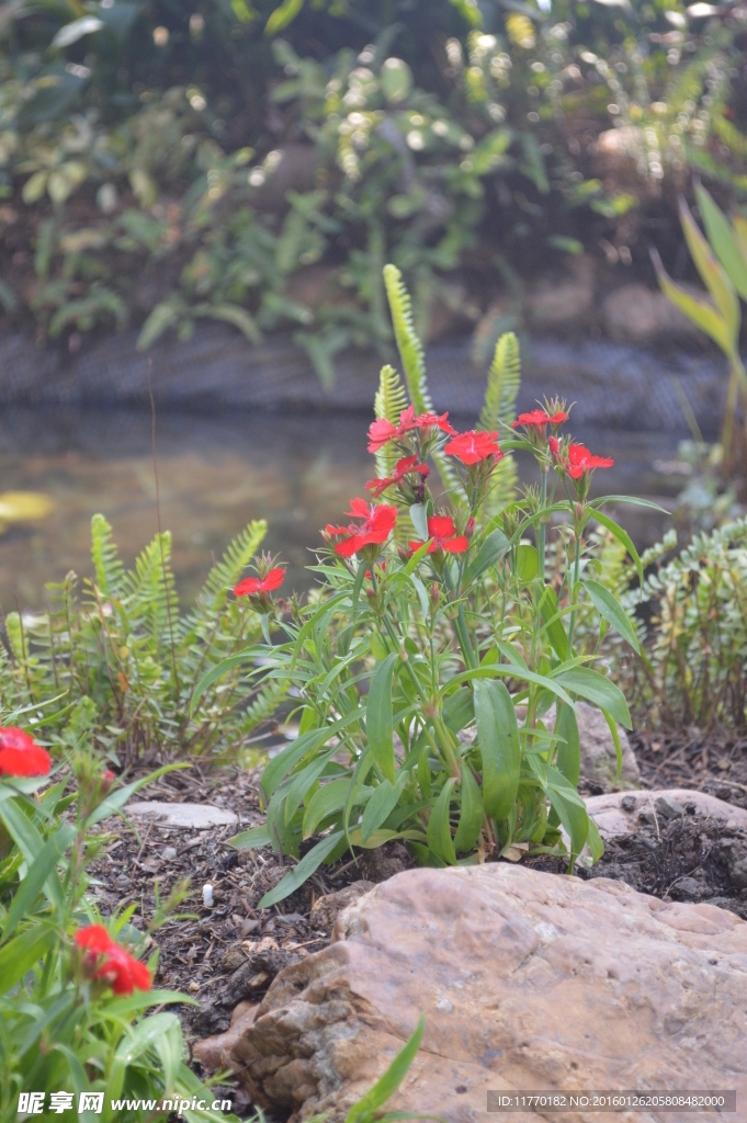 水边小花