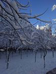 雪景