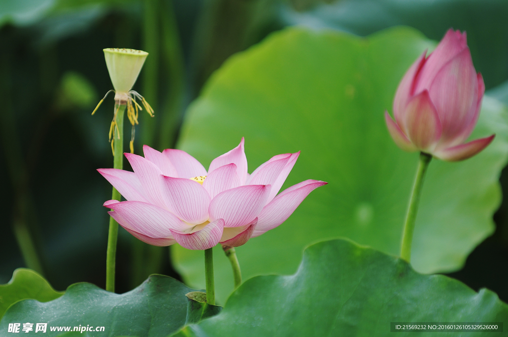 荷花