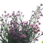 紫色小雏菊