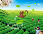 茶叶宣传广告背景图片
