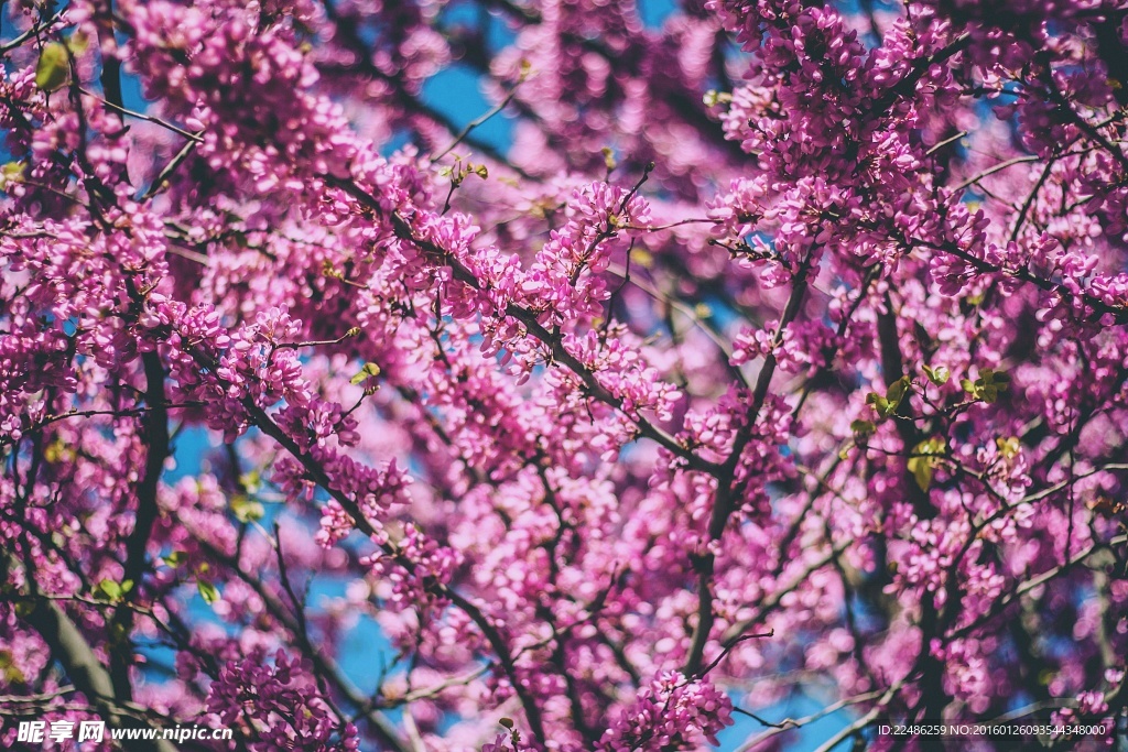 桃花